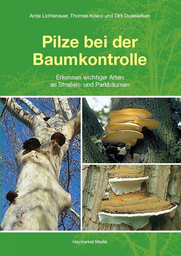 Pilze bei der Baumkontrolle