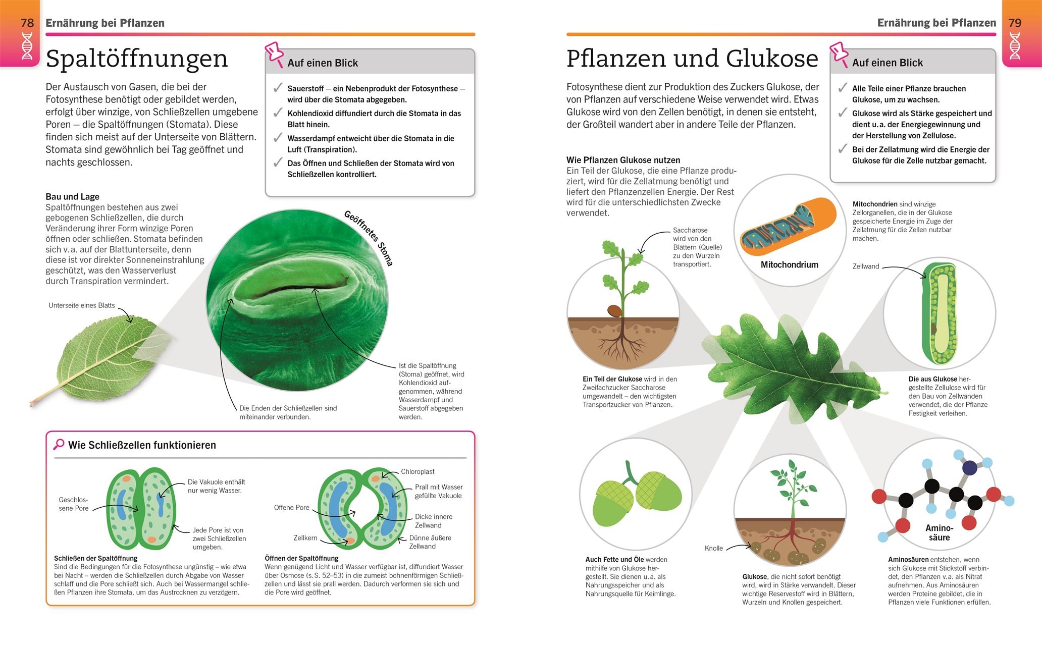 Visuelles Wissen. Biologie