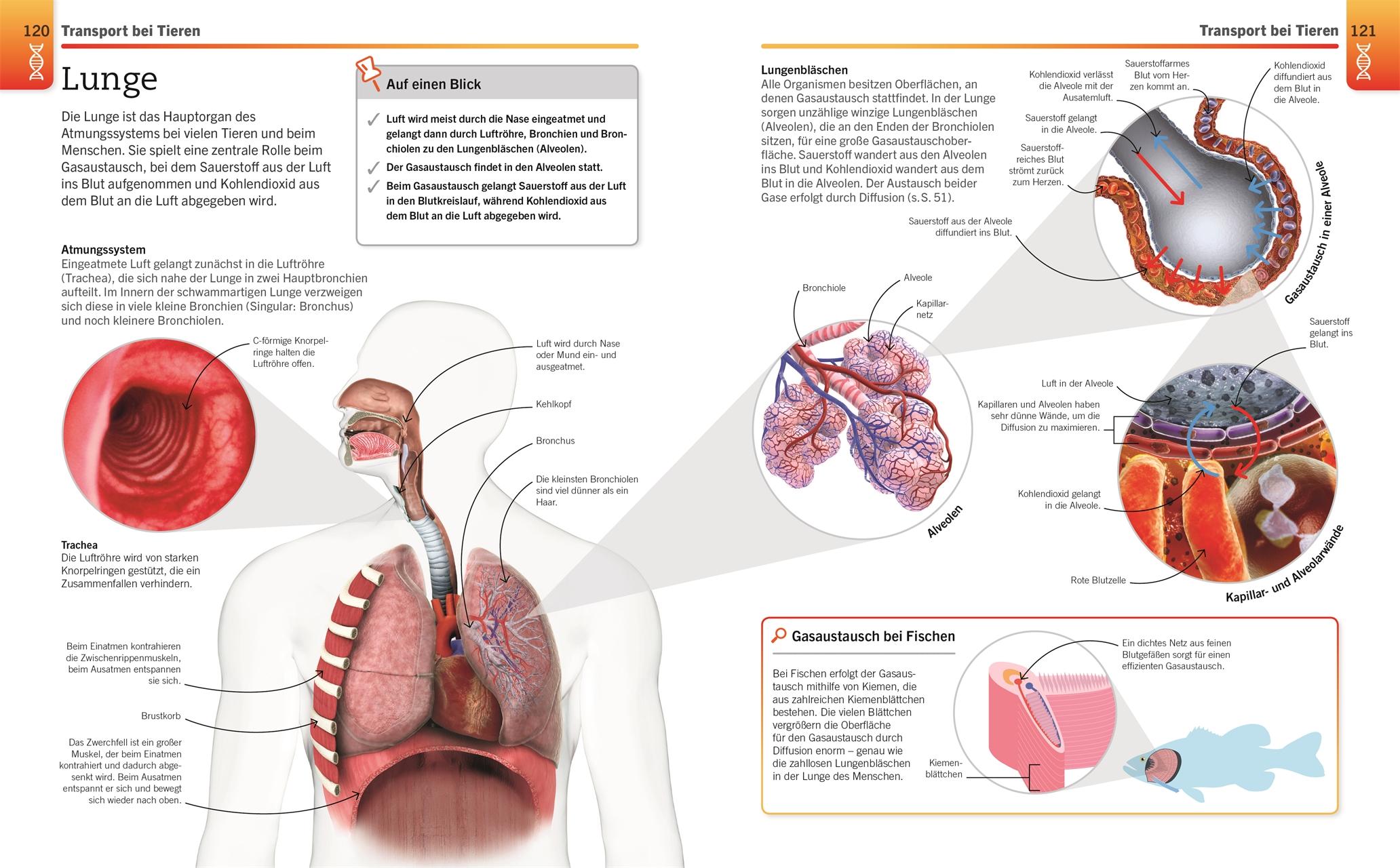 Visuelles Wissen. Biologie