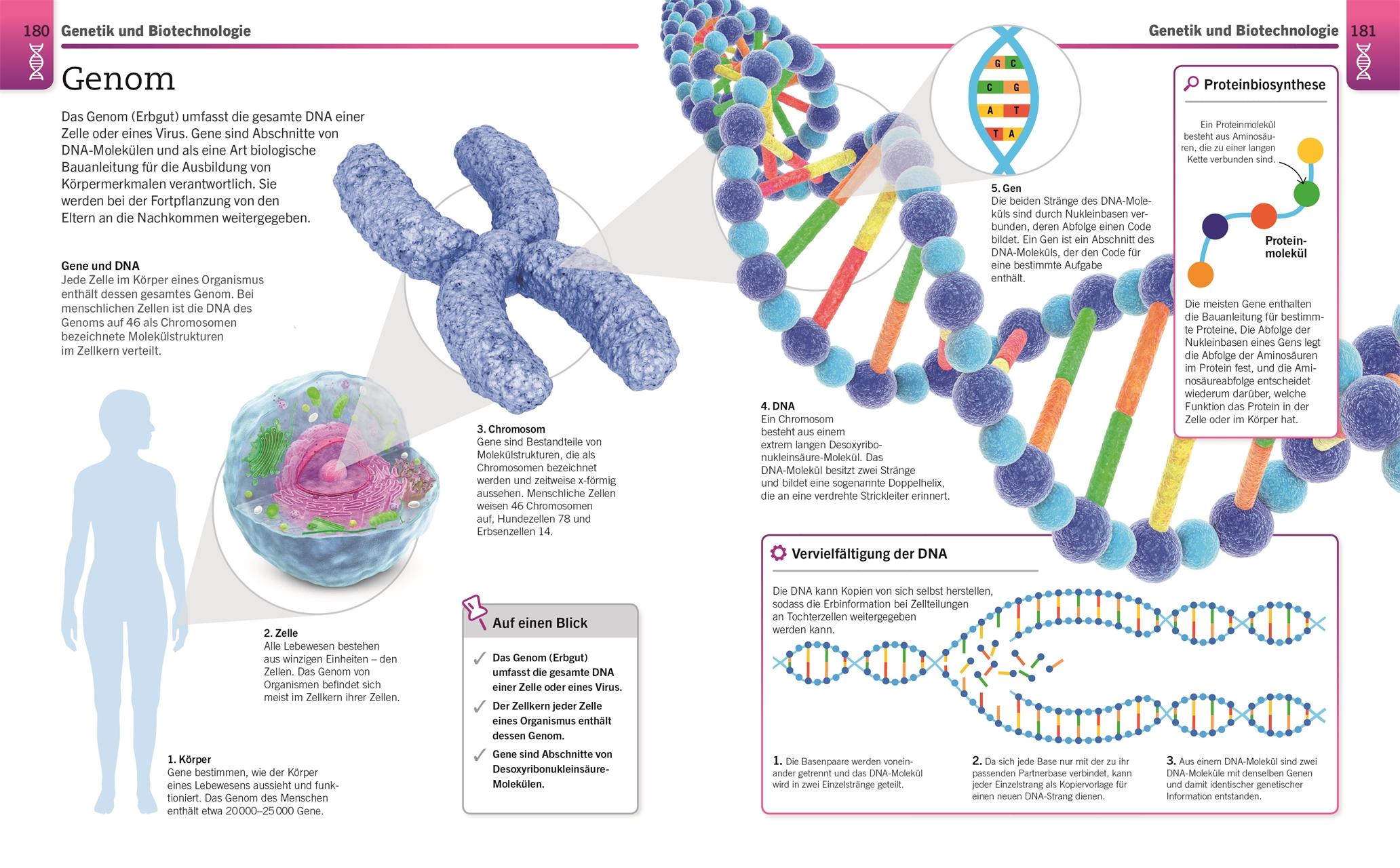 Visuelles Wissen. Biologie