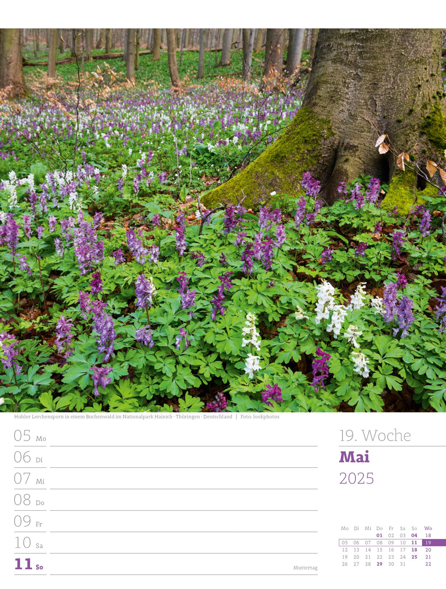 Unser Wald - Wochenplaner Kalender 2025