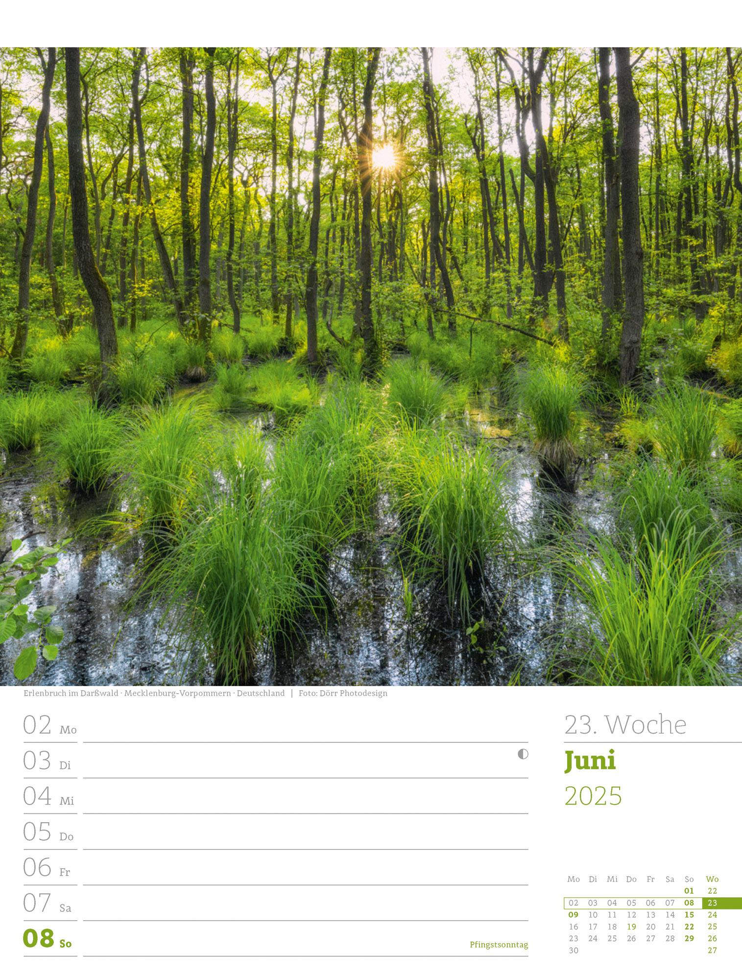 Unser Wald - Wochenplaner Kalender 2025