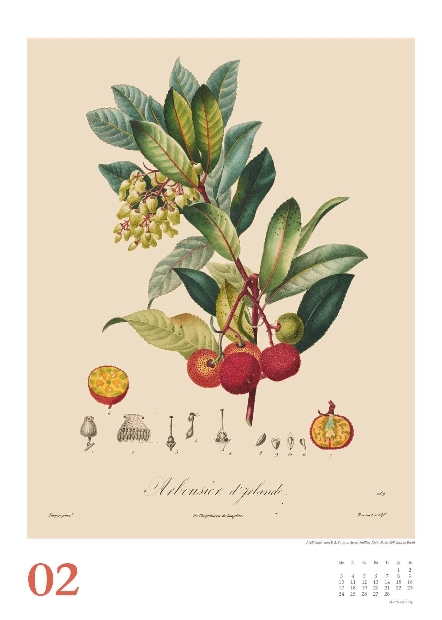 Pierre Antoine Poiteau: Alte Obstsorten 2025 - DUMONT Kunst-Kalender - Poster-Format 50 x 70 cm